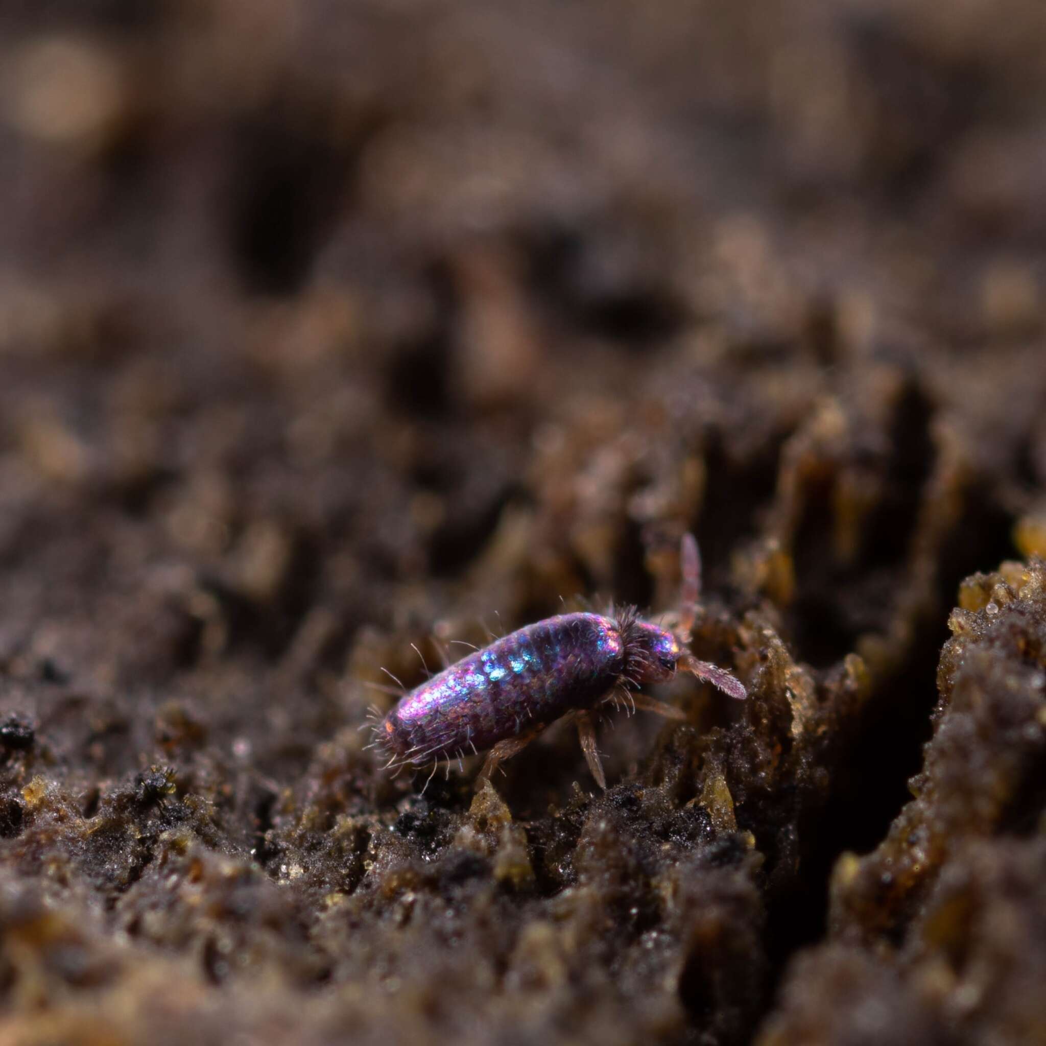 Imagem de Lepidocyrtus (Lanocyrtus) cyaneus Tullberg 1871