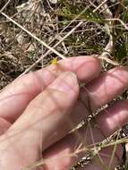 Image of sanddune cinchweed