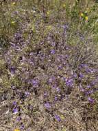 Image of starflower brodiaea