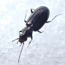 Imagem de Bembidion (Peryphidium) modocianum Casey 1924