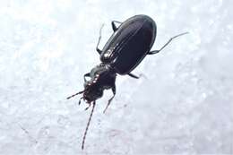 Слика од Bembidion (Peryphidium) modocianum Casey 1924