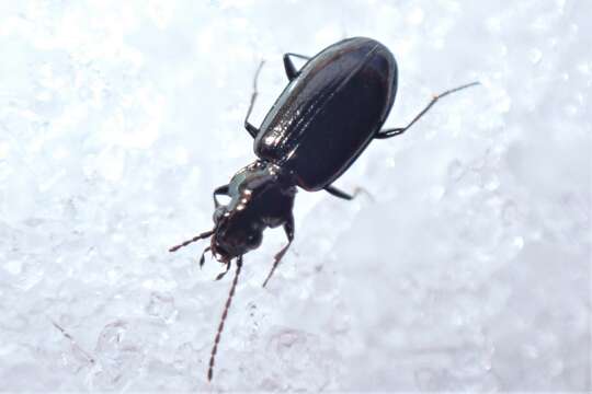 Plancia ëd Bembidion (Peryphidium) modocianum Casey 1924