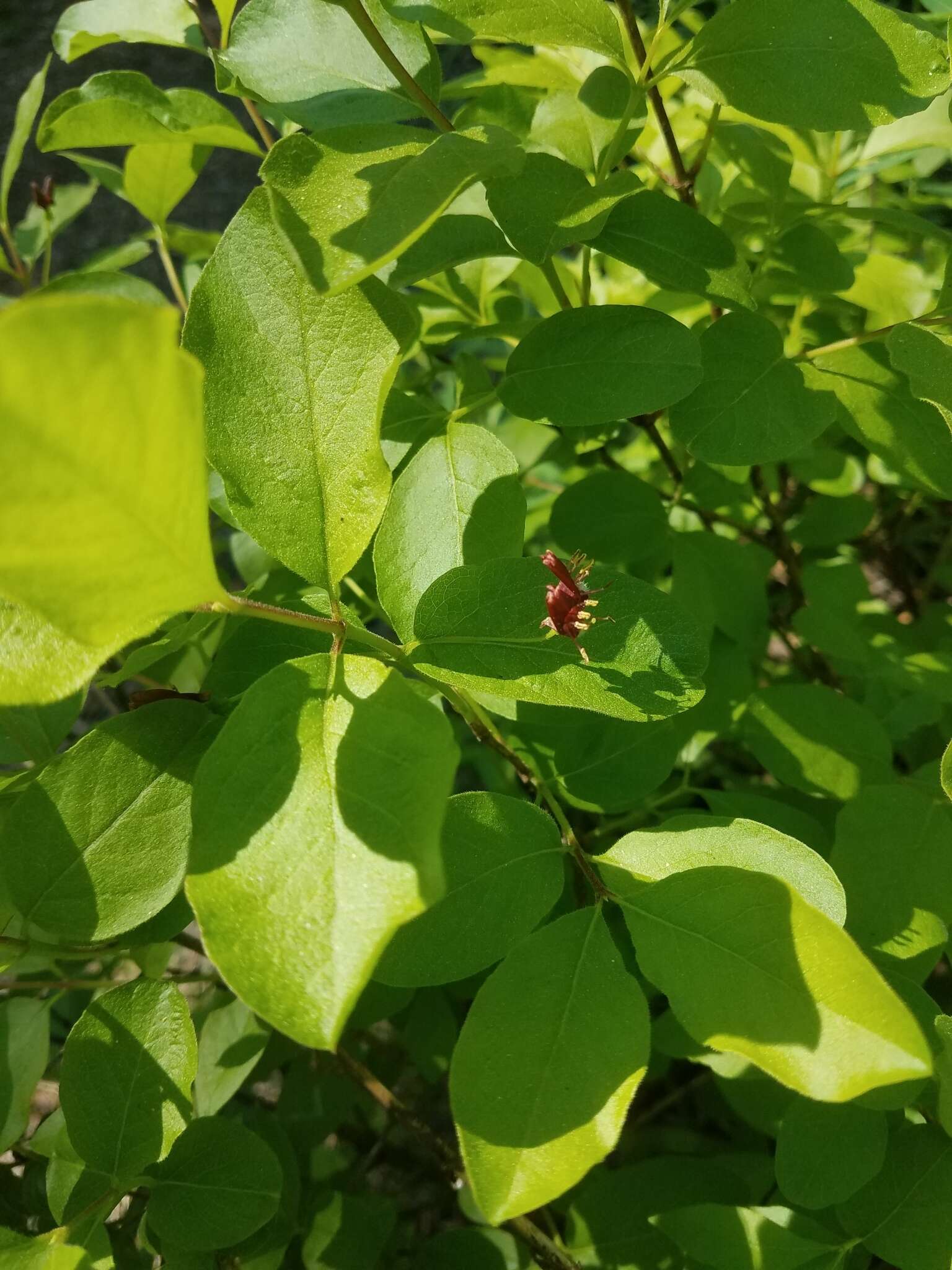 Image of purpleflower honeysuckle