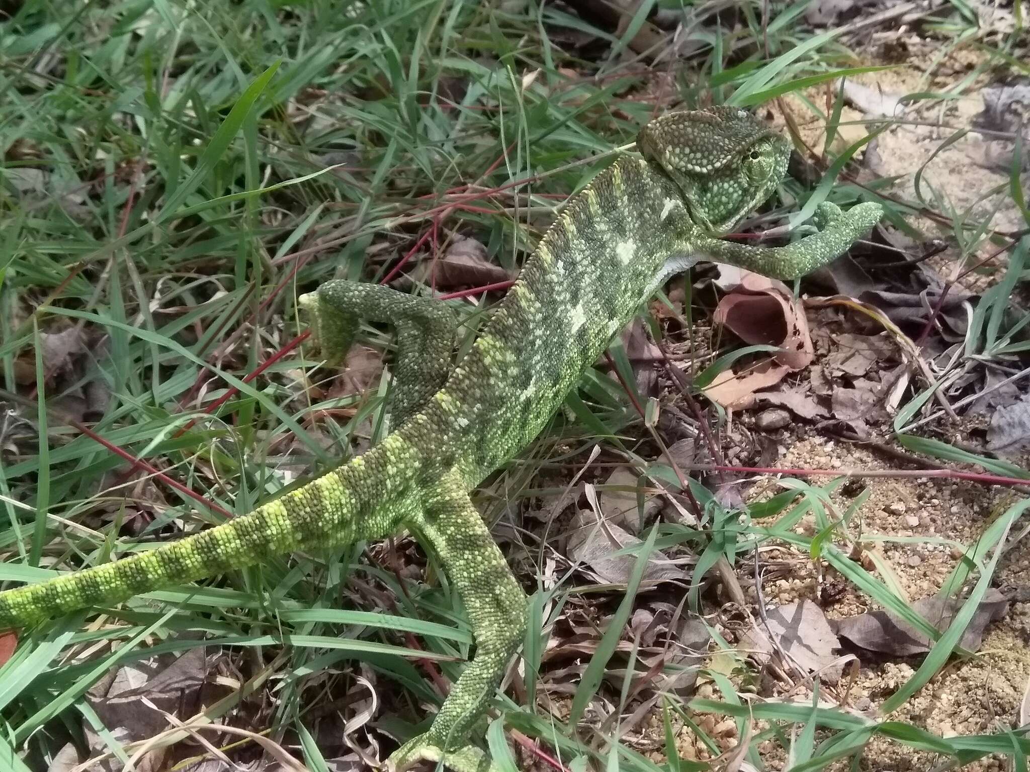 Image of Asian Chameleon