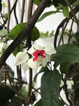 Imagem de Clerodendrum thomsoniae Balf. fil.