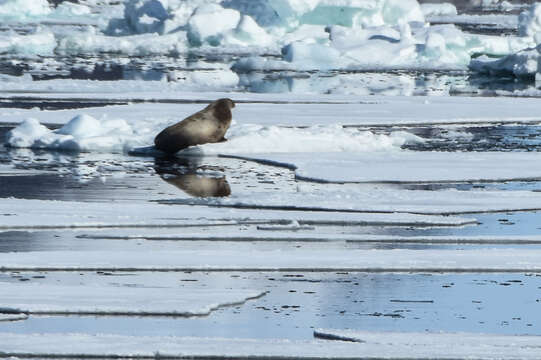 Image of Atlantic Walrus