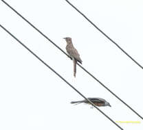 Image of Plaintive Cuckoo