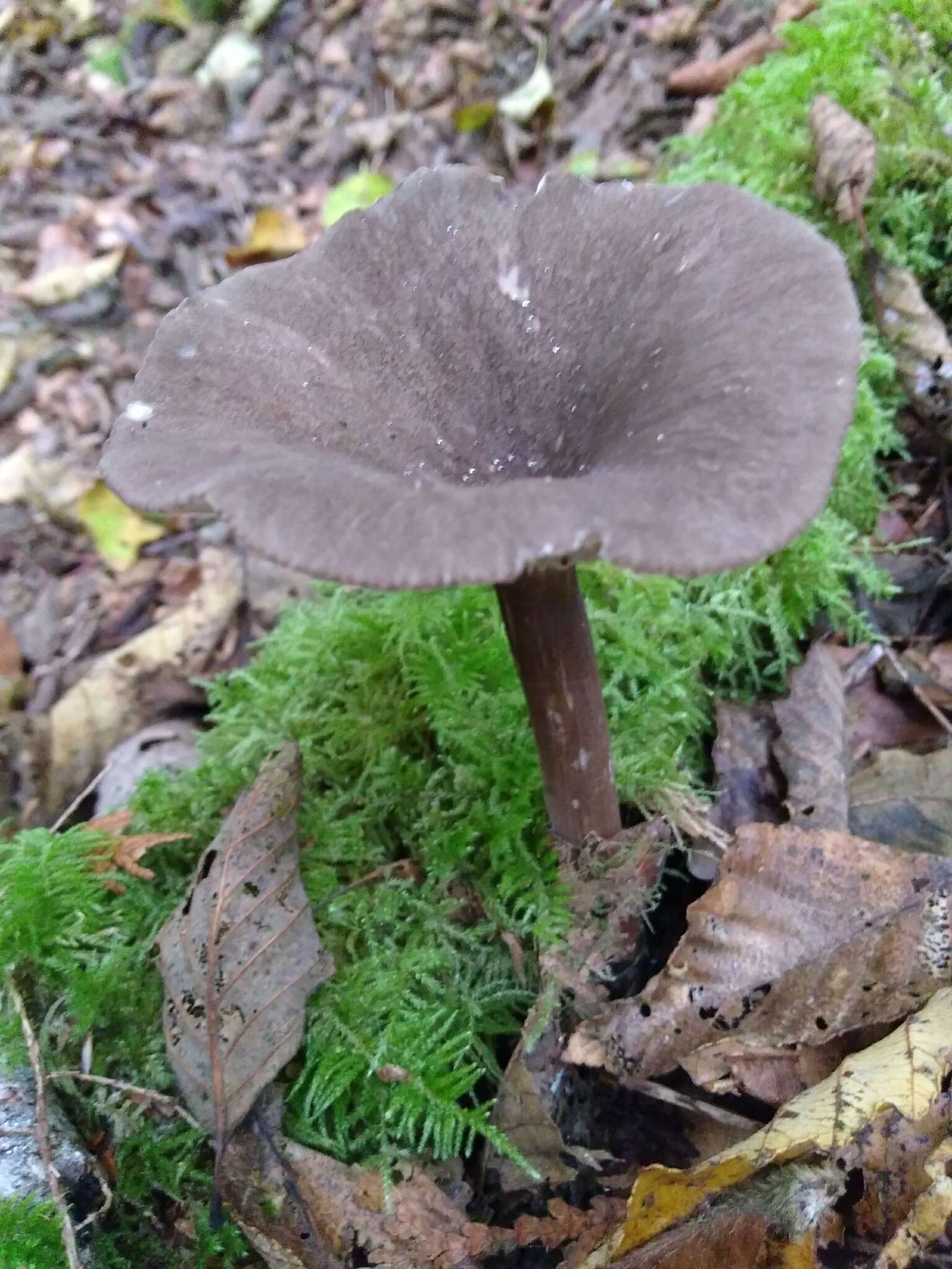 Image of Pseudoclitocybe