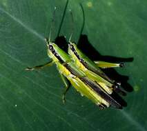 Image of Gesonula mundata (Walker & F. 1870)