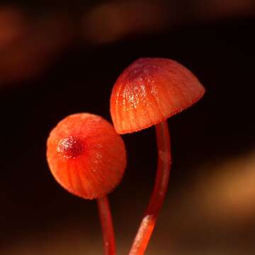 Image of Mycena ura Segedin 1991