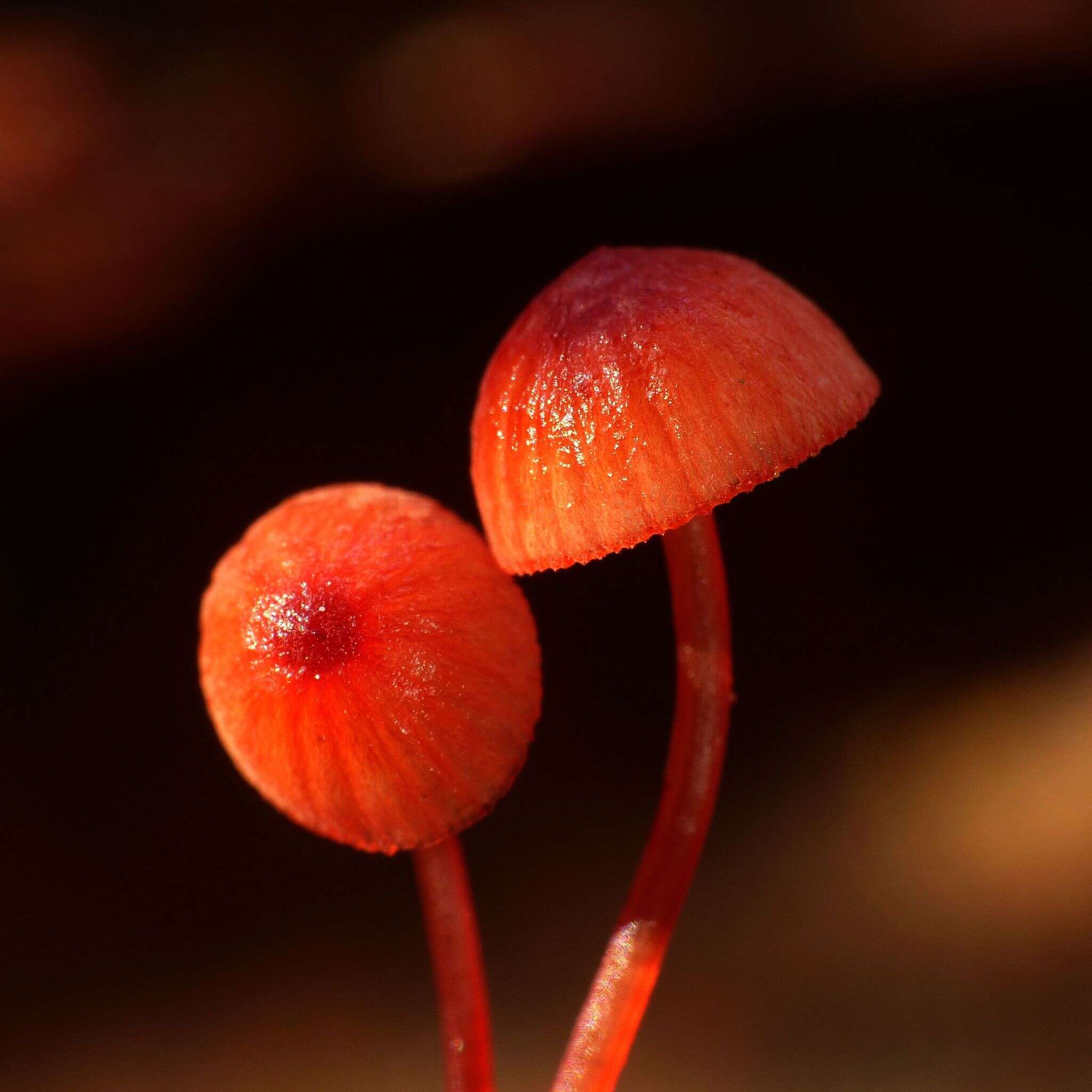 Sivun Mycena ura Segedin 1991 kuva