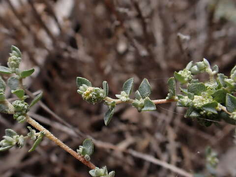 Image of Atriplex pumilio R. Br.