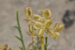 Imagem de Lomatium nuttallii (A. Gray) Macbr.