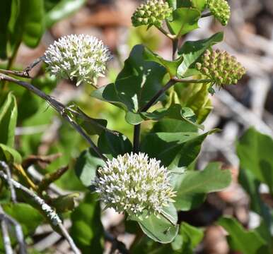 Image of Curtiss' milkweed