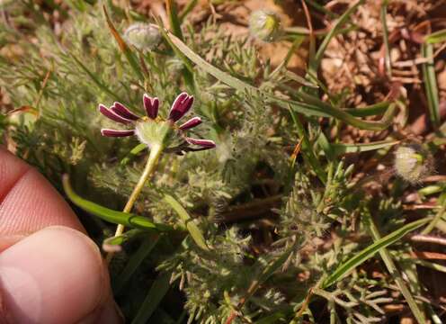 Imagem de Cotula macroglossa Bolus ex Schltr.