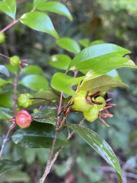 Image of Eugenia sulcata Spring ex Mart.