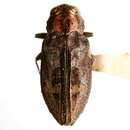 Chrysobothris cuprascens Le Conte 1860的圖片