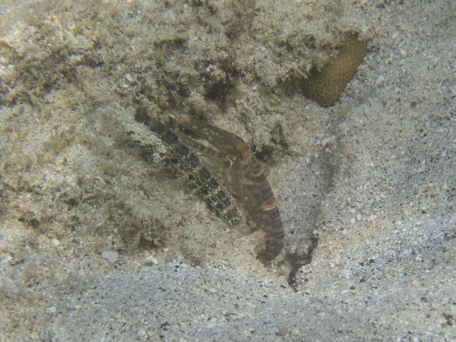 Image of Blue-speckled prawn-goby