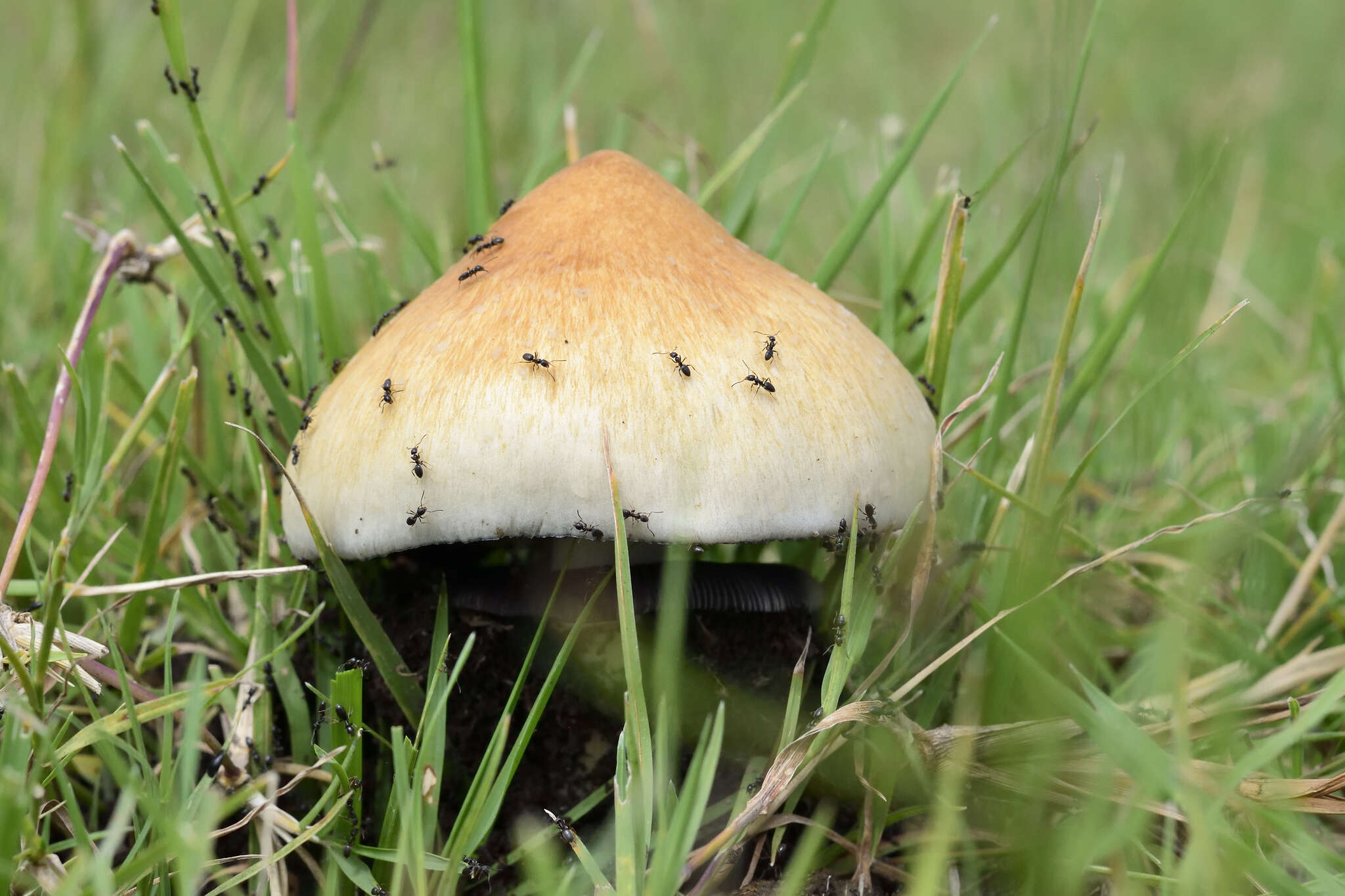 Image de Psilocybe cubensis (Earle) Singer 1948