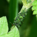 Image of Aphid