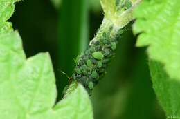 Image of Aphid