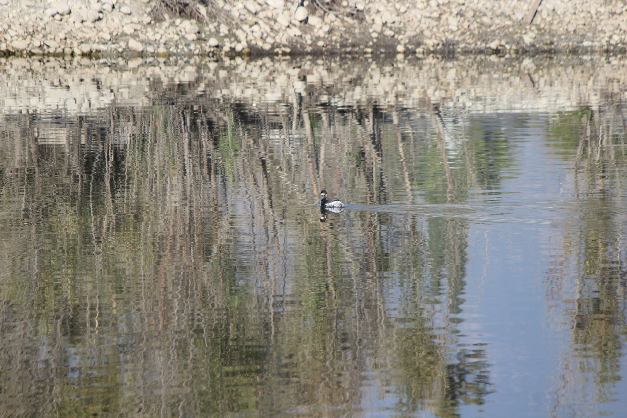 Imagem de Podiceps nigricollis californicus Heermann 1854