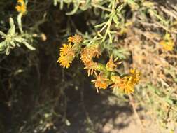 Image of alkali goldenbush