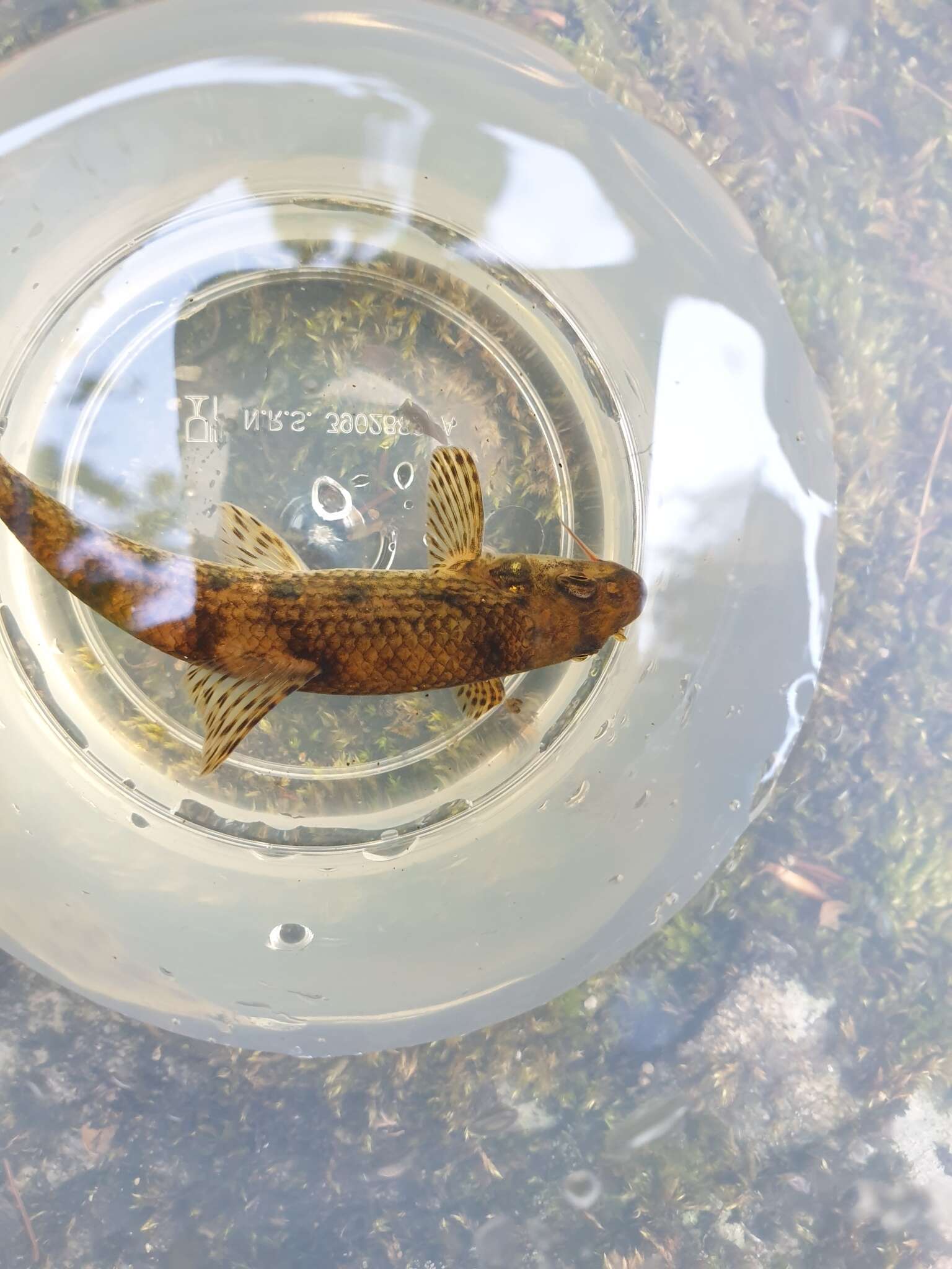 Image of Languedoc gudgeon