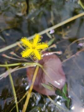 Image of Nymphoides forbesiana (Griseb.) Hand.-Mazz.