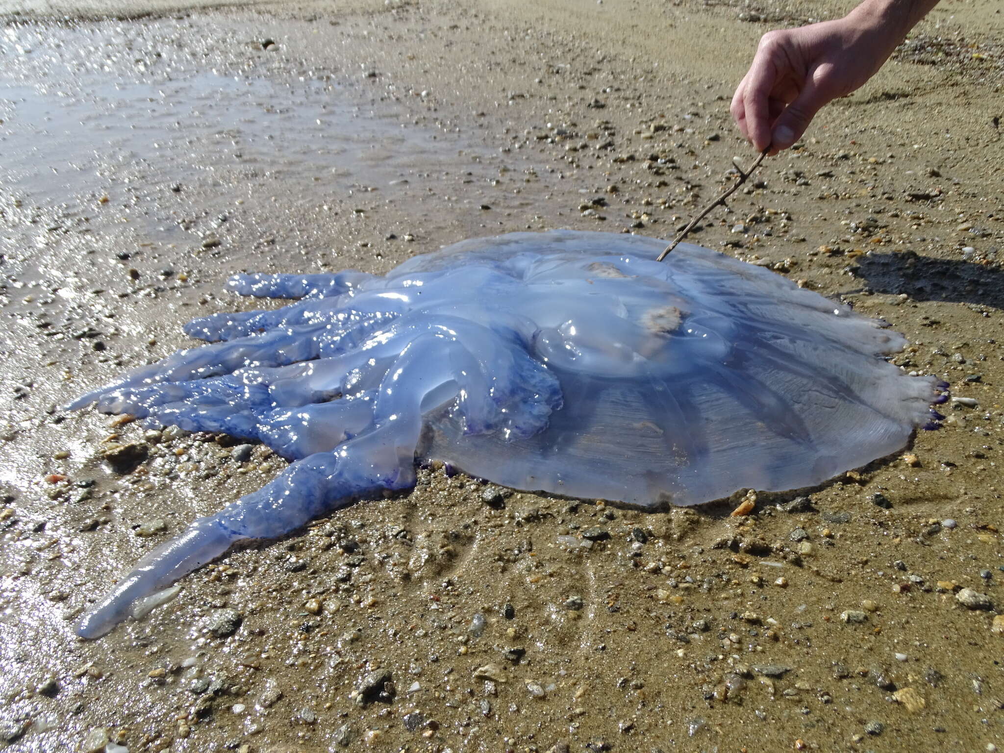 Image of barrel jellyfish