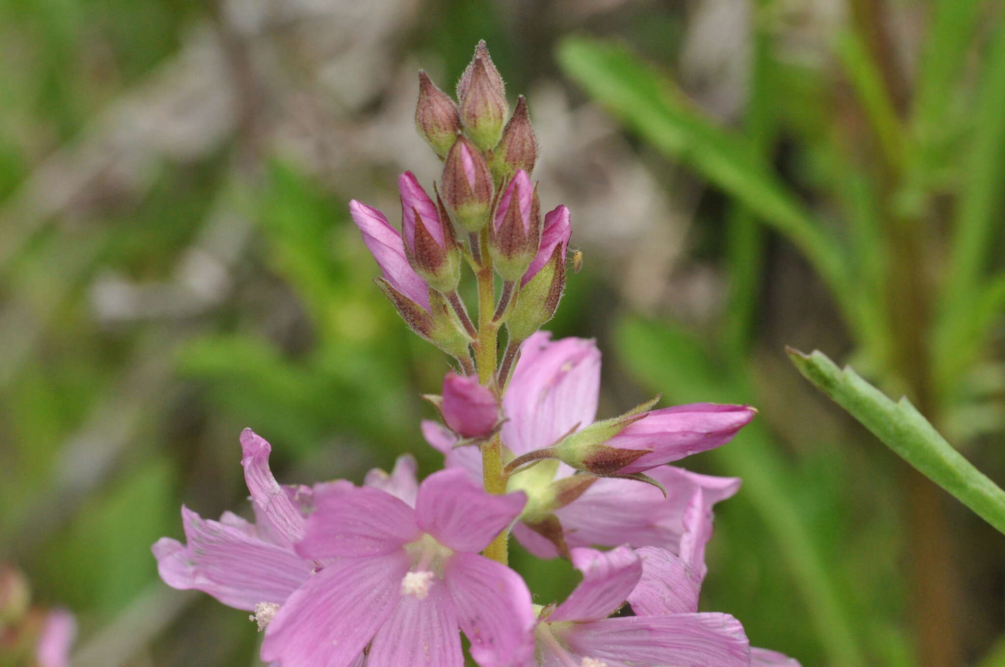 Image of dwarf checkerbloom