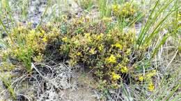 Image of woolly beachheather