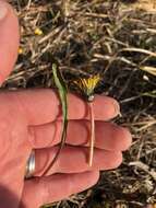 Plancia ëd Taraxacum palustre (Lyons) Symons