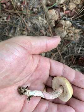 Image of Leccinum roseoscabrum Singer & R. Williams 1992