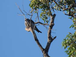 Image of Plumbeous Kite