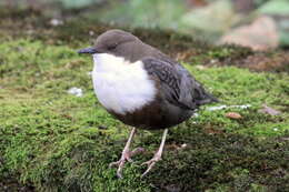 Image of Cinclus cinclus aquaticus (Bechstein 1797)