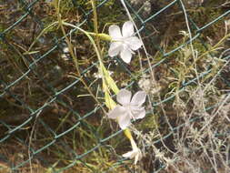 Image of Dianthus ciliatus Guss.