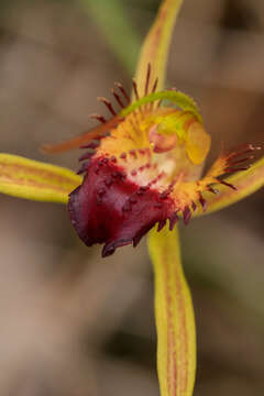 Image of Swamp spider orchid