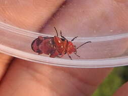 Image of flea beetle