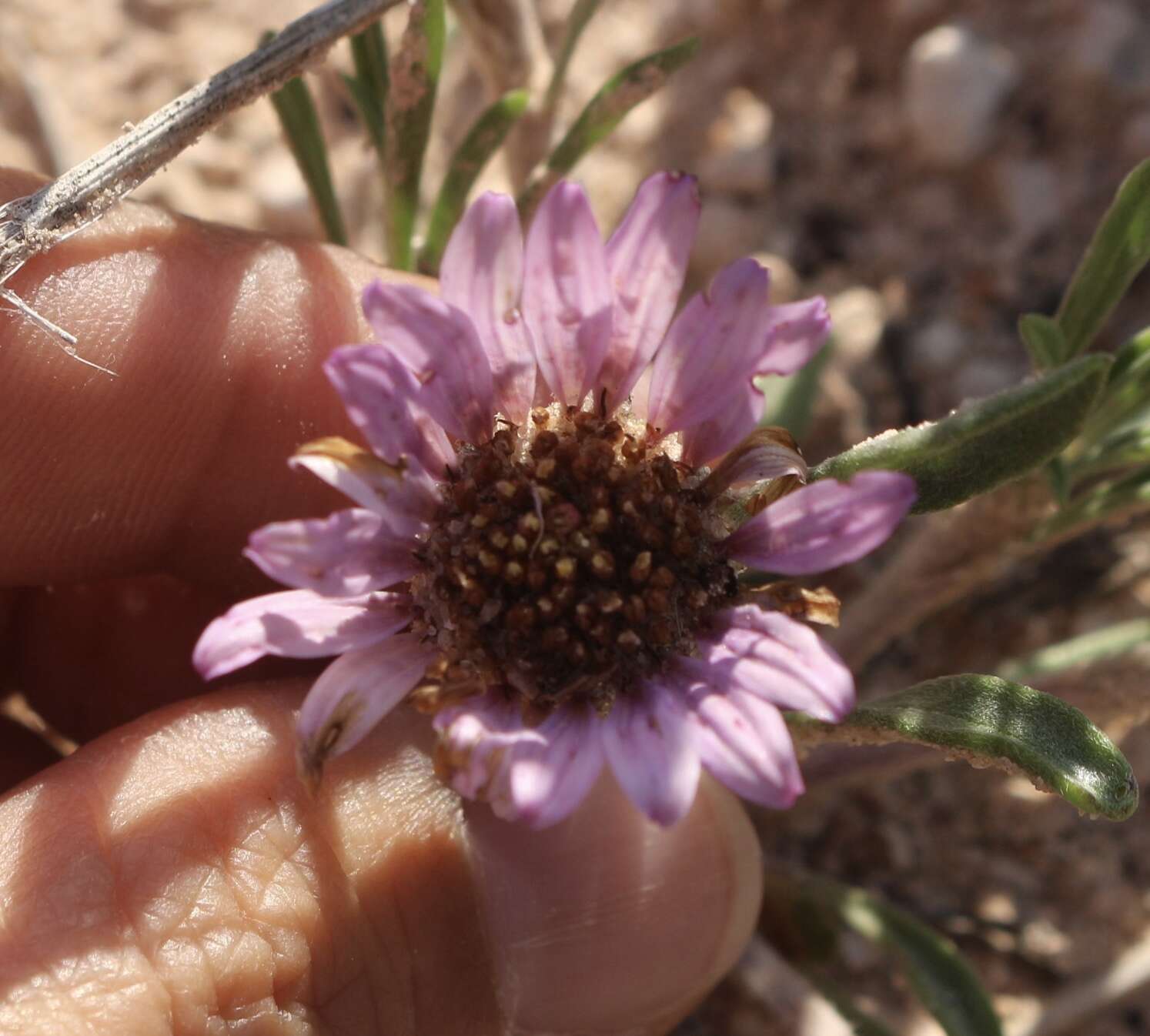 Image of Texas Townsend daisy