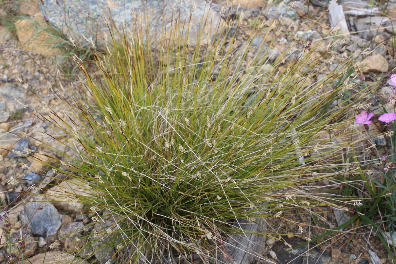 Слика од Carex parallela subsp. redowskiana (C. A. Mey.) T. V. Egorova