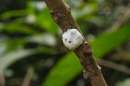 Image of Scale insect