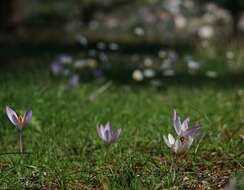 Image de Crocus thomasii Ten.