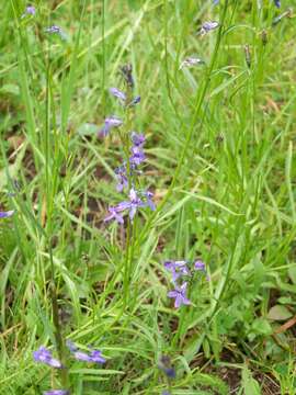 Image of Apache lobelia