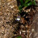 Plancia ëd Lobelia flexuosa subsp. flexuosa