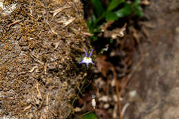 Image of Lobelia flexuosa subsp. flexuosa