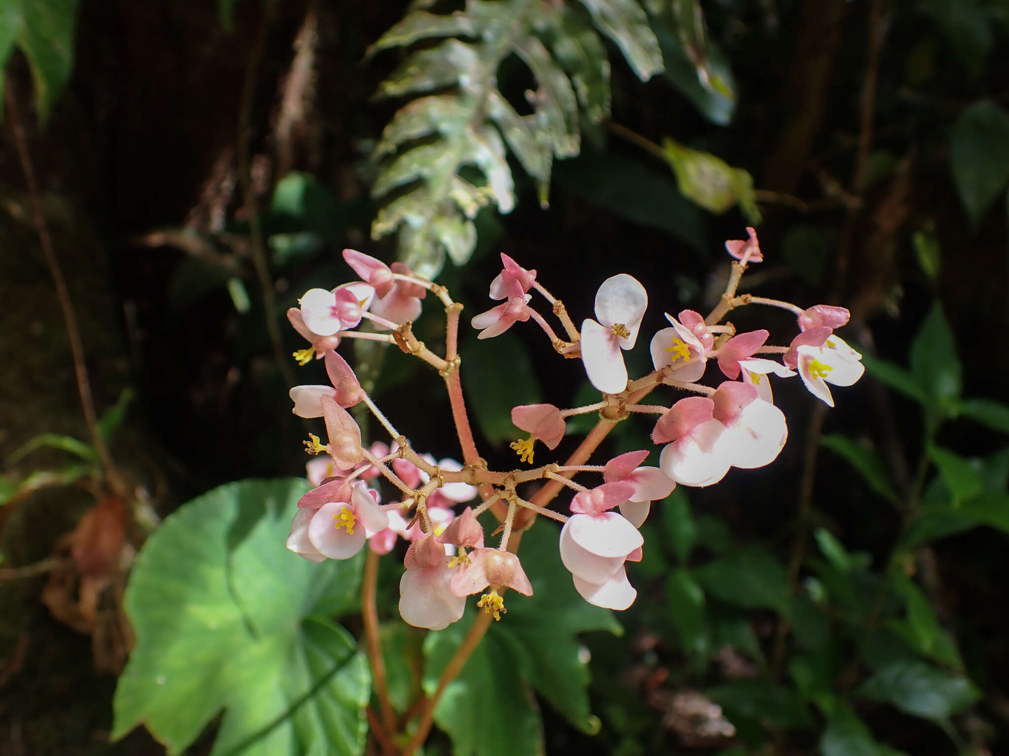 Image of Begonia involucrata Liebm.