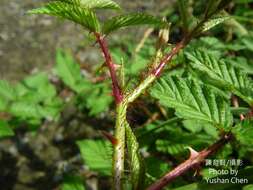 Plancia ëd Rubus sumatranus Miq.