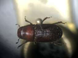 Image of Red Turpentine Beetle