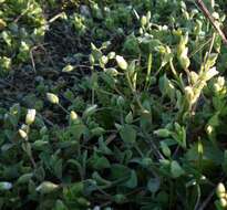 Plancia ëd Holosteum umbellatum subsp. syvaschicum (Kleopow) Tzvelev